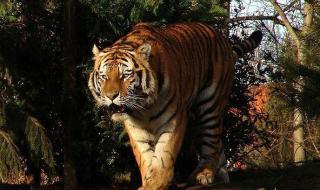 最大的老虎 最大的老虎