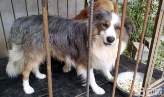 陨石边境牧羊犬 陨石边境牧羊犬